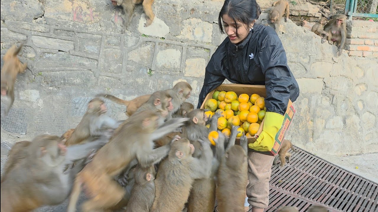 Today, a cute lady gave a monkey a whole box of oranges || black Friday 