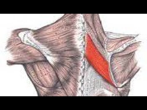 Vídeo: Qual é a palavra diferente para escápula?