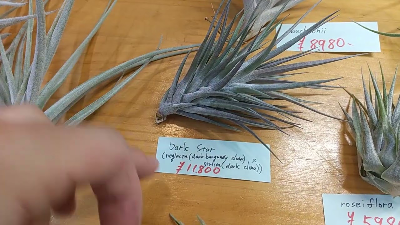 チランジア入荷リスト11/18｜NatureGarden🌿神田