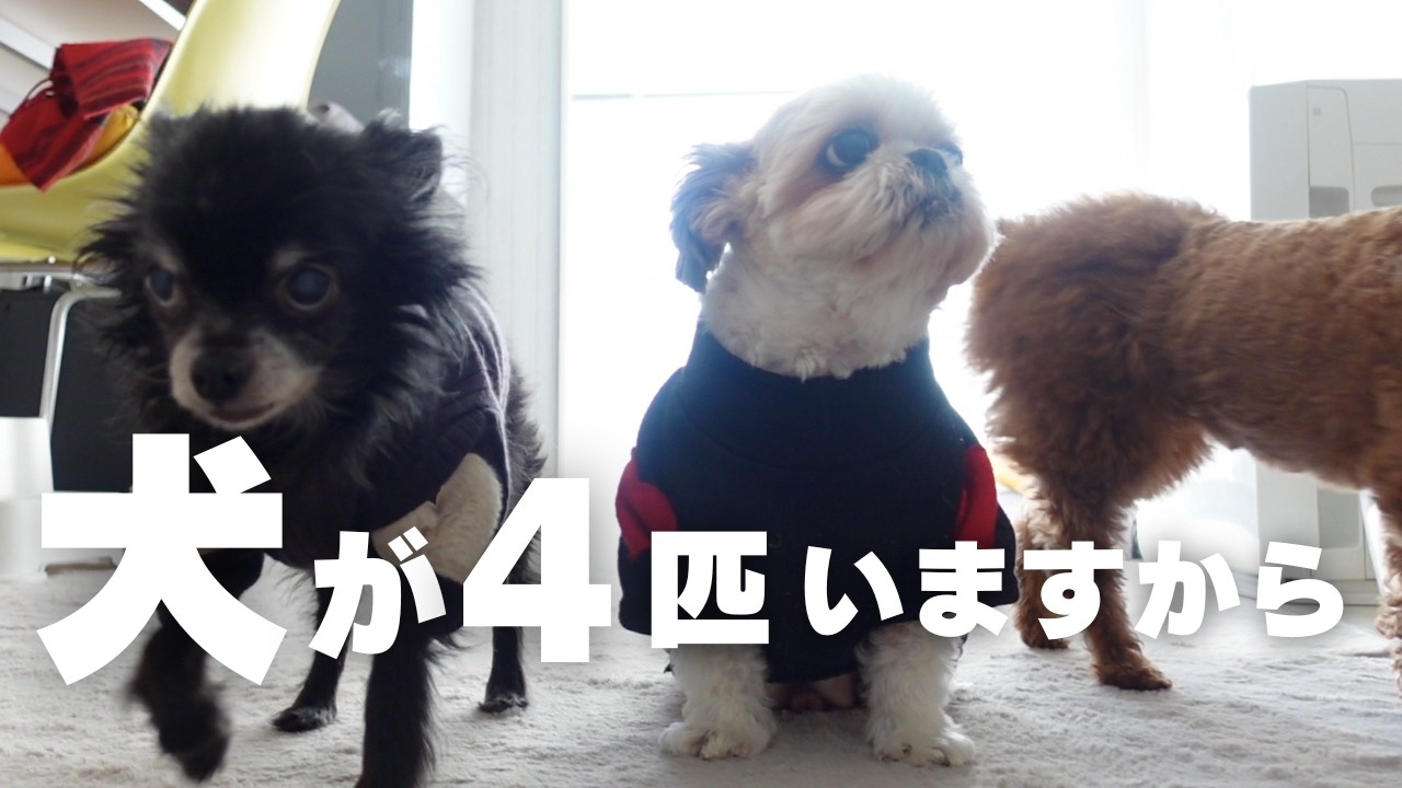 昼下り我が家はこうなる。個性ありすぎる過ごし方www