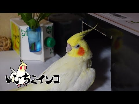 逡巡するお爺ちゃんインコ（2022年10月の様子 - YouTube