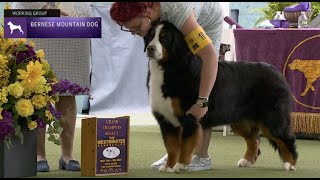 Bernese Mountain Dogs | Breed Judging 2023