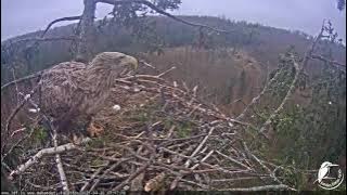 J E20210426 171500FemaleFinishesEatingCoversEgg