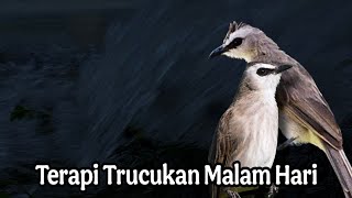 Download Lagu TERAPI TRUCUKAN MALAM HARI - TERAPI TRUCUKAN STRES Dengan SUARA AIR MENGALIR MP3 Download Lagu TERAPI TRUCUKAN MALAM HARI - TERAPI TRUCUKAN STRES Dengan SUARA AIR MENGALIR MP3