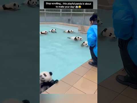 Baby Pandas Having A Pool Party! 🐼🏊‍♂️ #shorts