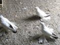 Краснохвостые голуби Северного Кавказа (персы) Костанай.