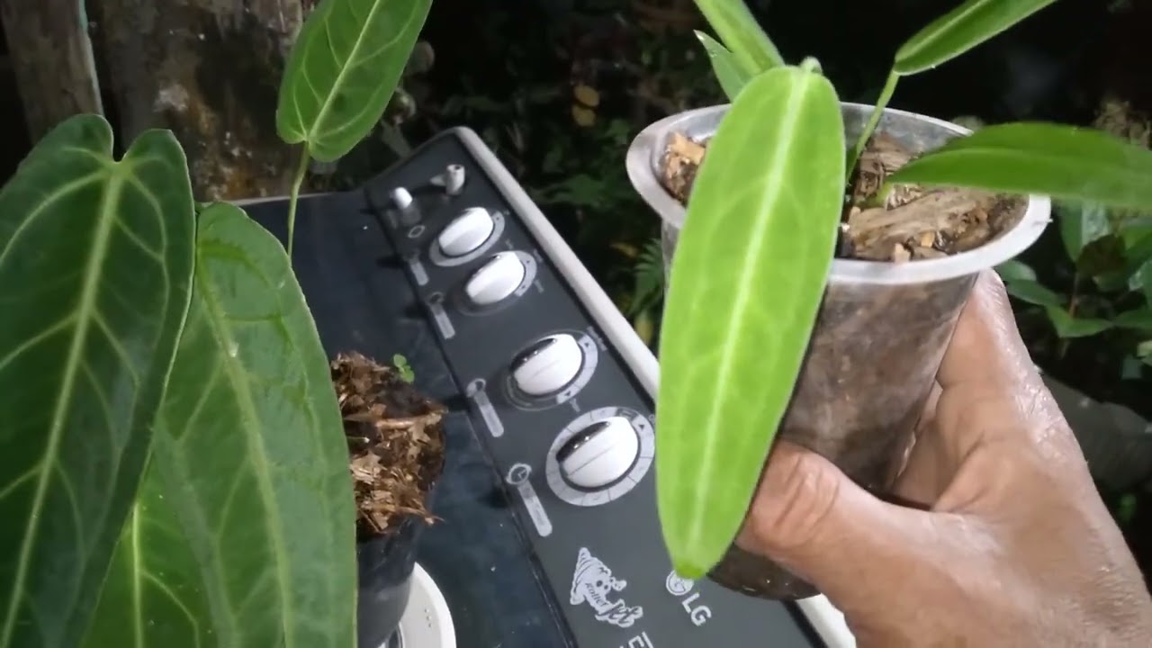 hal penting rawati anthurium lidah gajah biar daun pucuk gk kering|roselabunga