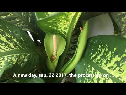 Vídeo: Como A Dieffenbachia Floresce