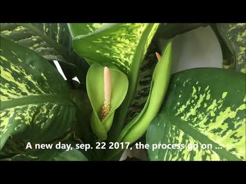 Video: Dieffenbachia Avvistato