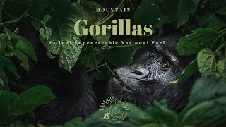 Gorilla Trekking, meet the mountain Gorillas of Bwindi Impenatrable National Park  Uganda 4K
