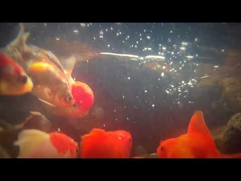 【水中撮影】庭池の金魚