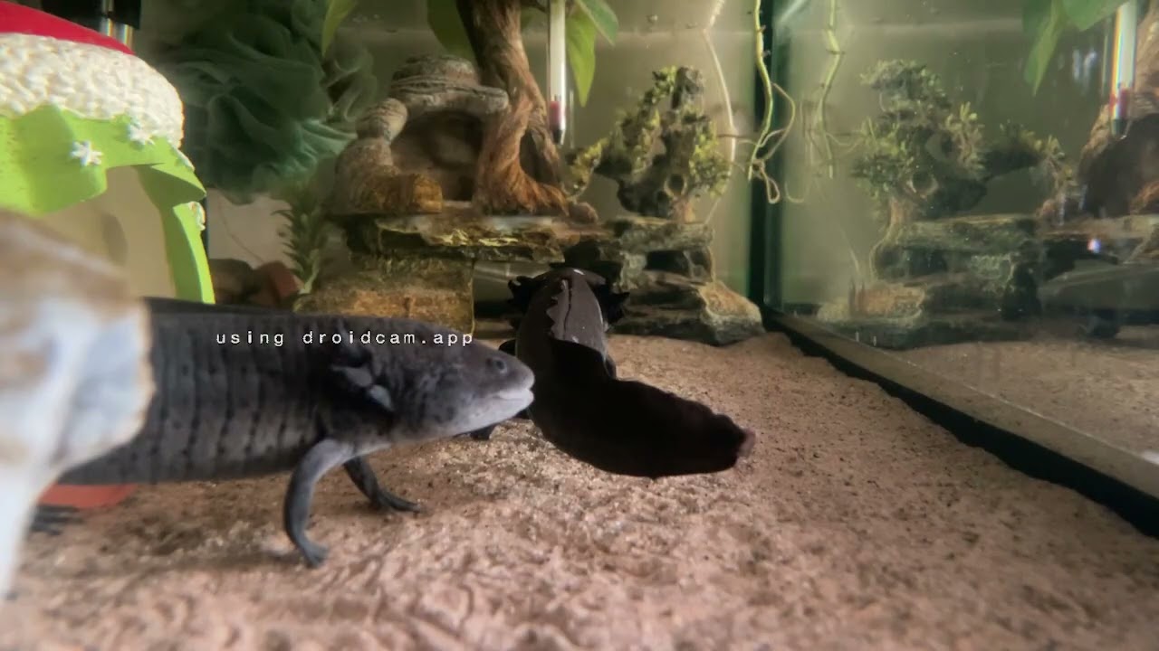 added in some new redeems to test with the new camera (Part 6/136)