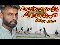 8 may 2024 kabootaron ki wapsi par mohrain chekiang loft chbabar amra