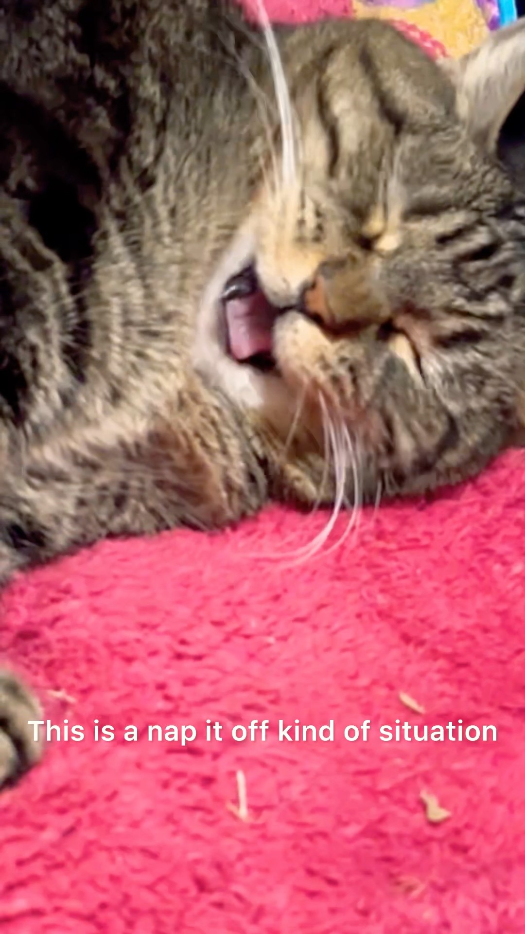 It’s a thanksgiving ham hangover! #talkingcat