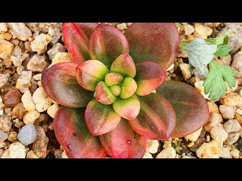 Video: Cremnophila բույսերի փաստեր. Իմացեք Cremnophila Succulents աճեցնելու մասին