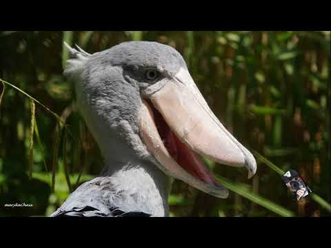 Le Bec en sabot est une espèce déchassier massif menacé - Zoo du Pairi Daiza - Belgique @Maryka46