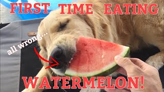 Dog ASMR (ODDLY SATISFYING) Dog’s First Time Eating WATERMELON I Golden Retriever