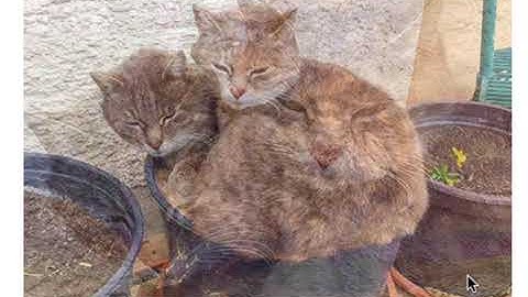 Adobe Muse Scaling image on rollover