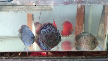 Hiện tượng cá dĩa bắt cặp, cá nhà nuôi