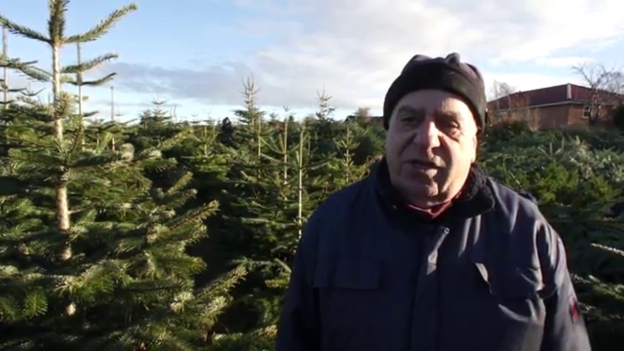 En af Østjyllands største plantager med juletræer