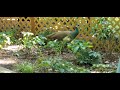 The female peafowl at Chattanooga Zoo