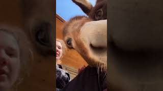 Needy Minature donkey Tiny #donkey #rescuedonoey #rescueamimals #farmlife