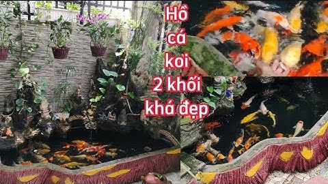 Hồ Cá Koi 2,1 Khối Nuôi Toàn Cá Nhật Đẹp - Nước Siêu Trong Và Cá Rất Dạng Người.Hồ E Huy Ở Đồng Nai.