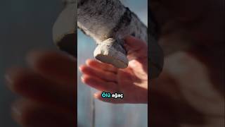 4 Kez Verniklenen Mantar Fi̇ncan - İnanılmaz 🔥