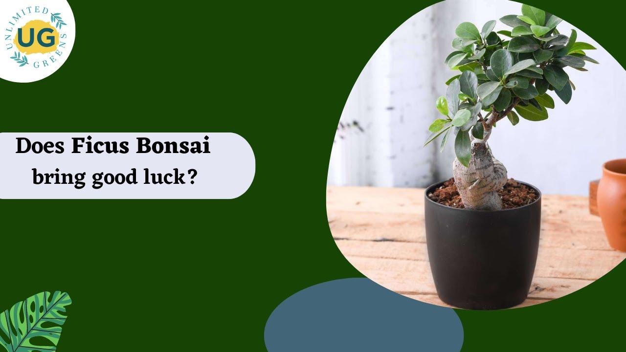 Plants Facts and Care Tips Ficus Bonsai YouTube