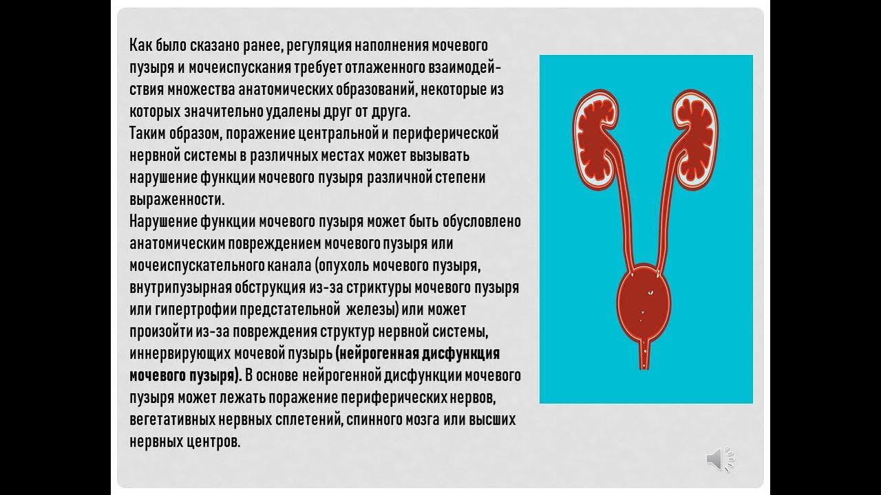 Расстройство мочеиспускания латынь. Синдромы нарушения мочеиспускания. Синдром нарушения мочеотделения. Нарушение мочеиспускания при поражении конуса спинного мозга. Регуляция функции тазовых органов.