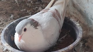 ghagra siraji pigeon perfect marking for sale 800
