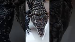 BIAWAK MASUK RUMAH#shorts #youtubeshorts #viral #trending #biawak #buaya #subscribe