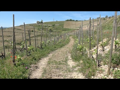 Balade dans les vignobles de Tain l’Hermitage / Walk in the vineyards of Tain (Drôme - France)