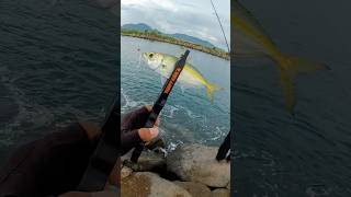 Selar dengan lure tungsten 0,9 x selek plankton 1,6 #fishing #ajing #mancingaceh #shimano #nanojig