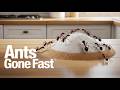 Get Rid of Ants Forever – Best DIY Ant Killer to Get Rid of Ants Forever Fast That Actually Works