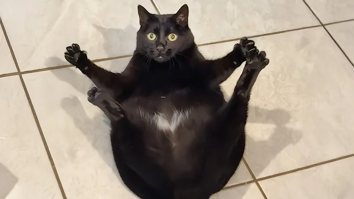 Cats Get Way Too Dramatic 😂 Best Funny Cat Videos 2025