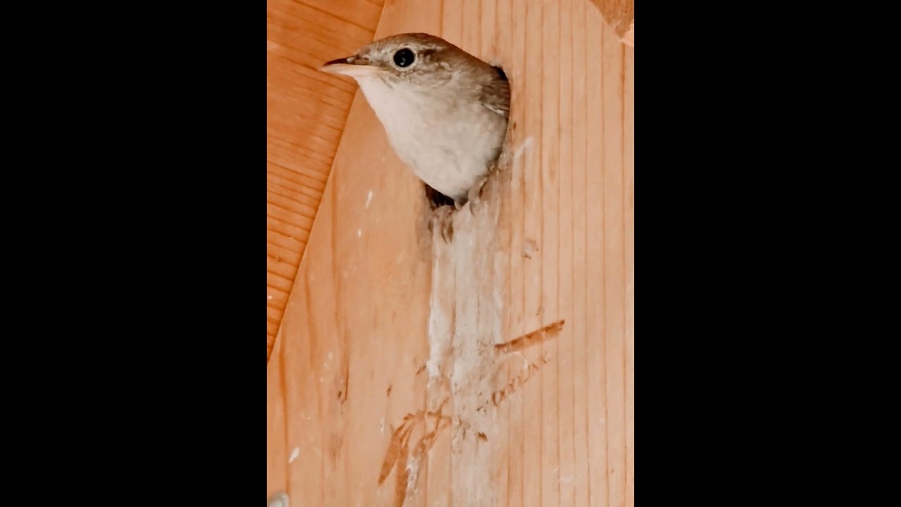 Mom Gray-cheeked Thrush Feeding Babies Birds