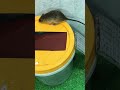 Unique Wonderful Creative Mouse Trap #shorts #Mouse