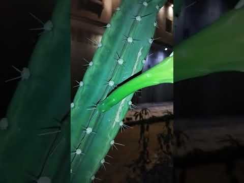 أزهار الصبار العملاقة تتفتح ليلا من يعرف أسم هذا الصبار