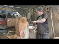 Chainsaw carving a Owl. 1 of 2