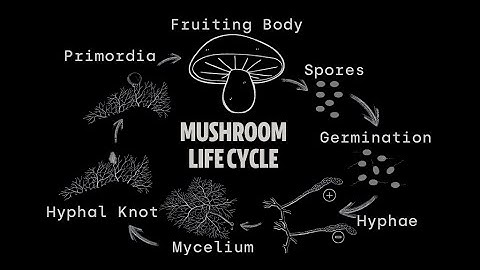 Symbiosis/\Dysbiosis: Resonite - Onboarding info