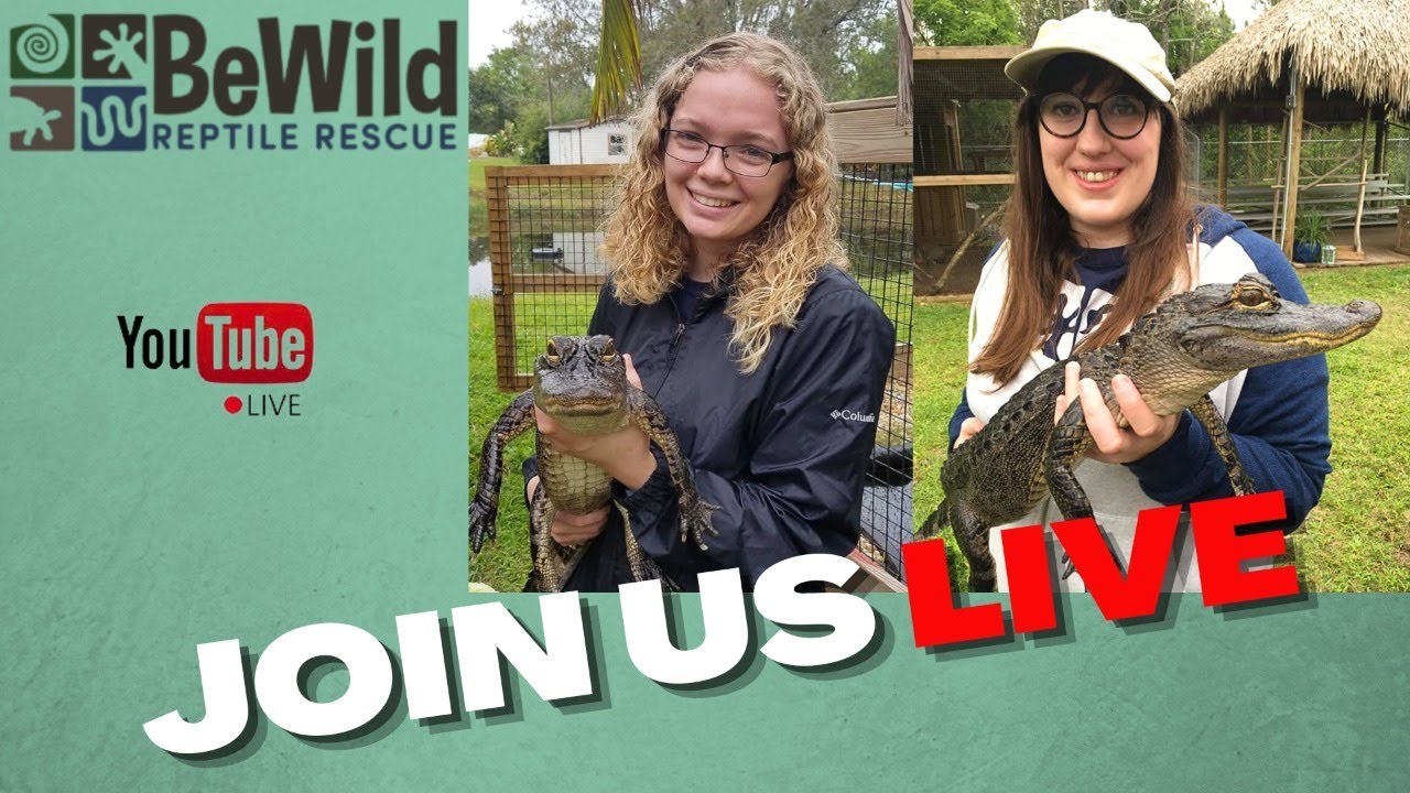 A Chat With a Reptile Rescue - BeWild Reptile Rescue - YouTube