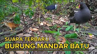 TERBARU!!!SUARA BURUNG MANDAR SAWAH BOCAH GALUH CHANNEL PALING JOSS/Tiếng chim quýt hay nhất