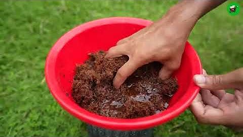 🌿🌲🇮🇳How to Grow Mango Trees Faster for Beginners! #mango #live #gardening