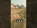Sadik tiger king kabutar