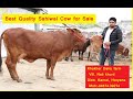 Best Quality Sahiwal Cow for Sale | Khokher Dairy farm | Karnal | Haryana #Khokher dairy farm