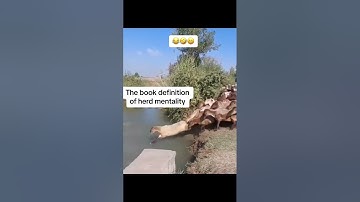 Herd mentality of sheeps funny video #shorts #funny #trending