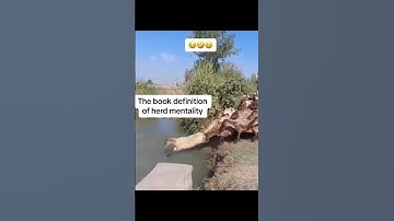 Herd mentality of sheeps funny video #shorts #funny #trending