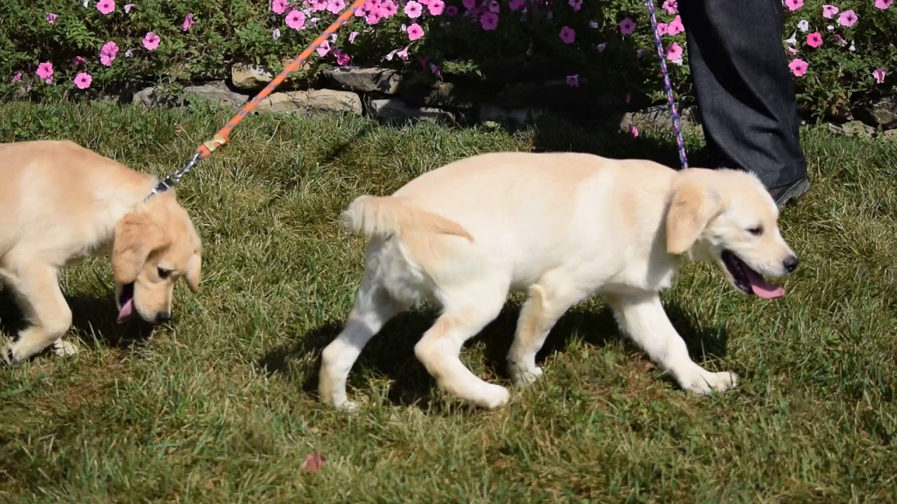 PuppyFinder.com : AKC Registered Golden Retriever