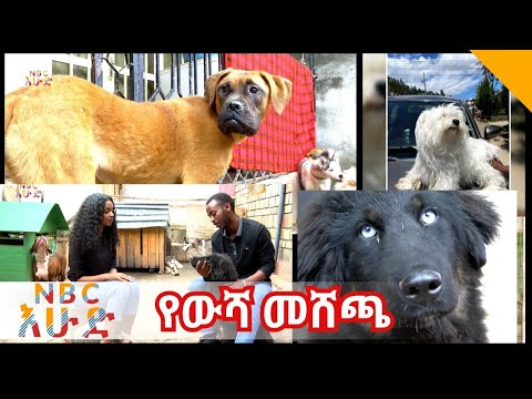 ቪዲዮ: የውሻ ፓፒሎማስ ይጠፋል?